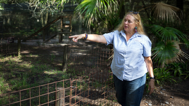 FILE - In this July 20, 2017, file photo, Carole Baskin, founder of Big Cat Rescue, walks the property near Tampa, Fla. (Loren Elliott/Tampa Bay Times via AP, File)