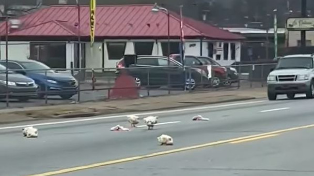 Poultry pile-up caught on video: Dozens of chickens spill onto Chattanooga street (Image taken from video by Jessica White){&nbsp;}