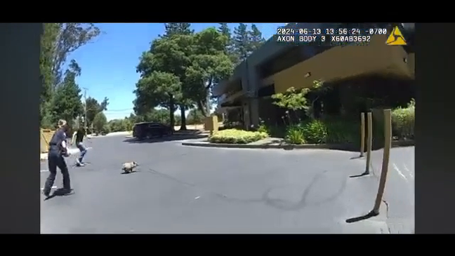 Police officers with the Sebastopol Police Department got the unusual call about a young pig that was running in and out of the roadway in a California neighborhood. (Sebastopol Police Department)