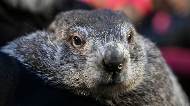 FILE - Groundhog Club handler A.J. Dereume holds Punxsutawney Phil, the weather prognosticating groundhog, during the 138th celebration of Groundhog Day on Gobbler's Knob in Punxsutawney, Pa., Friday, Feb. 2, 2024. (AP Photo/Barry Reeger, File)