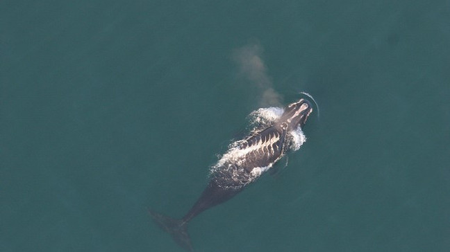 A North Atlantic right whale with propeller scars. (Credit: NOAA)