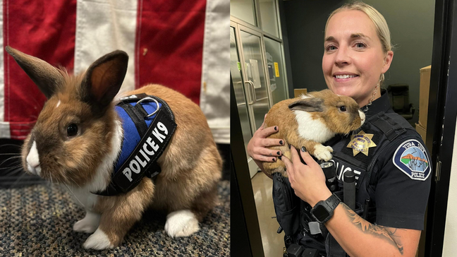 Meet Wellness Officer Percy, the K9 rabbit helping police in California (Yuba City Police Department)