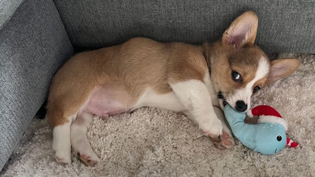 PHOTOS: Celebrating National Puppy Day (Chime In photo: Mike Walko)