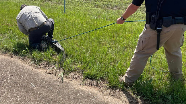 Officer Darrell Klink with the Genoa Central School District in Texarkana, Ark. recently found himself wrangling an alligator instead of little dragons. (Photo Miller County Sheriff's Office)
