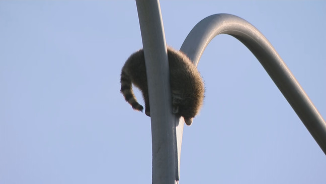 A raccoon sits on a light pole on Route 146 north in Providence, R.I. on Tuesday, June 13, 2023. (WJAR){ }