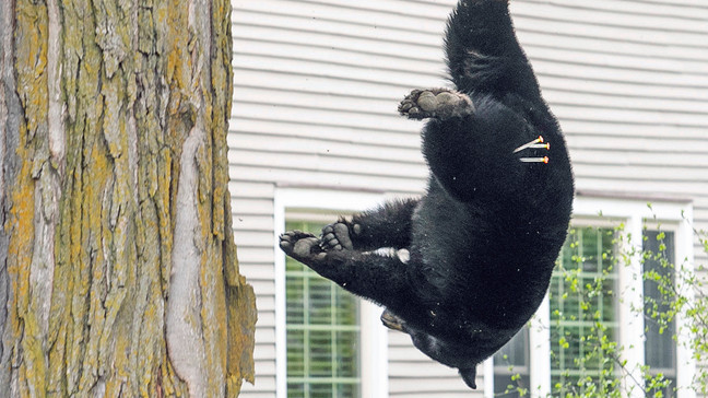 A tranquilized black bear falls from a tree outside of a home on Sunday, May 14, 2023 in Traverse City, Mich. (Jan-Michael Stump/Traverse City Record-Eagle via AP)