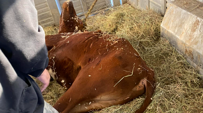 Ricardo the longhorn recovering from tranquilizer (Skylands Animal Sanctuary)