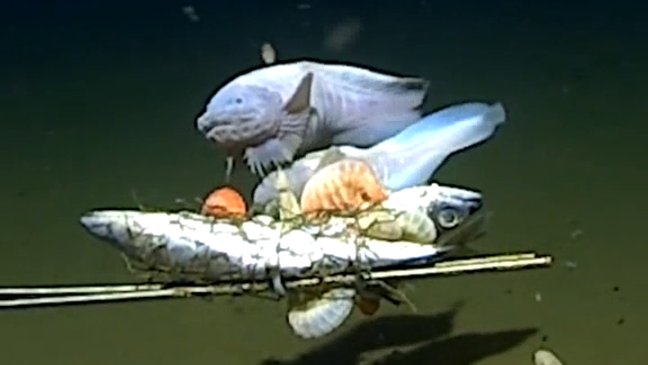 Scientists break record for the deepest fish ever recorded in the ocean (UWA news release)