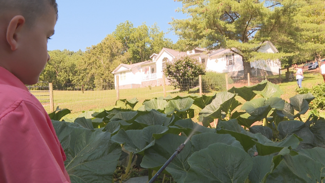 Giant pumpkins from Southwest Virginia headed to Dollywood (WCYB)