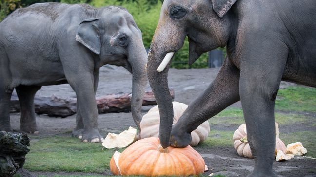 Elephants pulverize giant pumpkins at the Oregon Zoo's annual Squishing of the Squash. ©Oregon Zoo/ photo by Shervin Hess