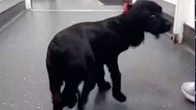 FILE - In this image made from video provided by Vicki Black, Ariel is seen with six legs before surgery, in Bristol, England, Wednesday, Jan. 17, 2024. (Vicki Black via AP)