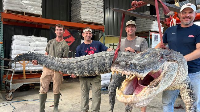 FILE - This photo provided by Red Antler Processing shows the alligator sport hunting team made up of, from left, Tanner White, tag-holder Donald Woods, Will Thomas and Joey Clark as they hoist, with the help of a forklift, the longest alligator officially harvested in Mississippi, Saturday, Aug. 26, 2023. (Shane Smith/Red Antler Processing via AP)