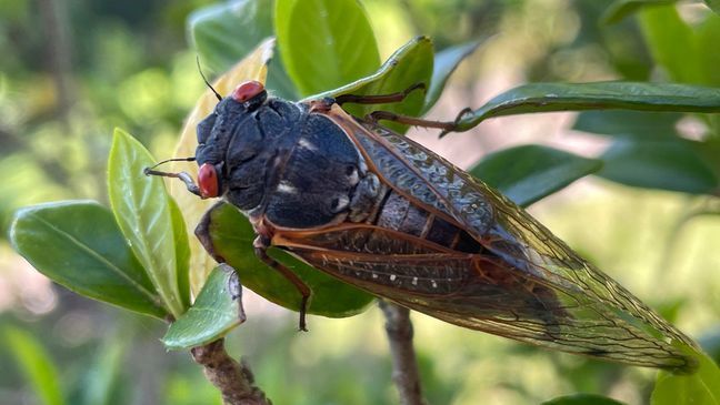 A cicada hangs from a leaf Thursday, April 25, 2024, in Evans, Ga. (AP Photo/Lisa J. Adams Wagner)