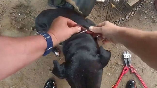 A deputy rescued one of two dogs trapped at a trailer fire near Metter, Georgia, by taking his collar off.  (Candler County Sheriff’s Office:Zenger)