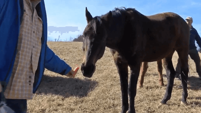 Saved from slaughter: Racehorse finds forever home in Virginia (WCYB)