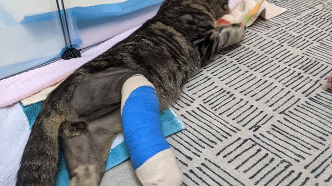 An 8-month-old Asheville kitten named Duncan, who was born with severely twisted back legs, is purring again after a double leg surgery gave him the promise of a better life. (Photo credit: Esther Neonatal Kitten Alliance)