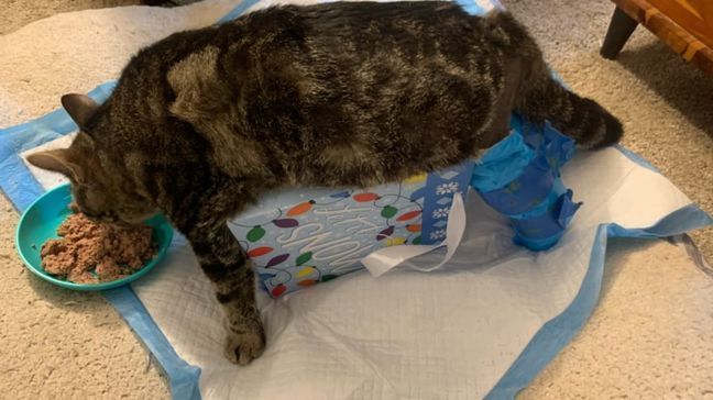 An 8-month-old Asheville kitten named Duncan, who was born with severely twisted back legs, is purring again after a double leg surgery gave him the promise of a better life. (Photo credit: Esther Neonatal Kitten Alliance)