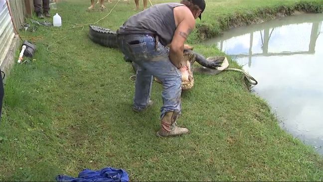 Nearly 900-pound alligator caught in Southeast Texas. (Courtesy Gary Saurage)