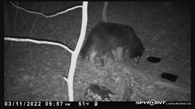 Incredible 'tail:' Dog back home in Chicago after 135 days in Georgia wilderness (Photo: Lost Pet Recovery Team)