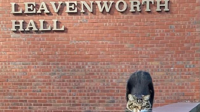 Max the cat stretches outside a building at Vermont State University Castleton campus on Friday, May 17, 2024 in Castleton, Vt .{&nbsp;} (Kaitlyn Tanner via AP)