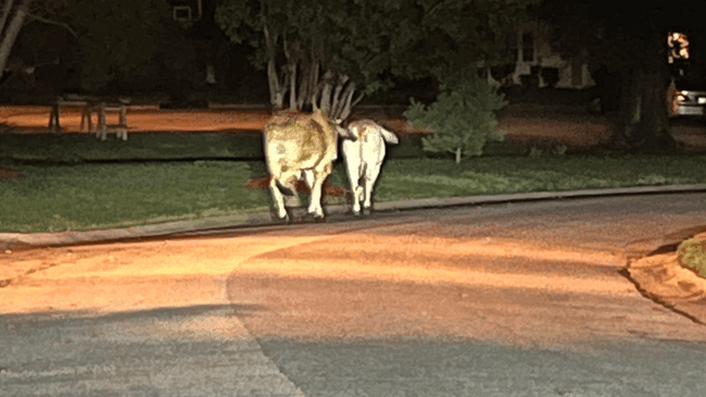 On Aug. 1, 2023, the City of Bowie asks the public to help locate cows on the loose in Bowie, Md. (City of Bowie)