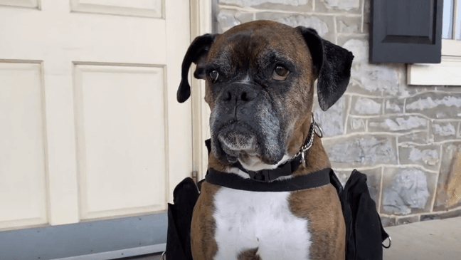 Wine doggo at Maryland winery delivers bottles curbside during COVID-19 pandemic. (ABC7 File Photo)