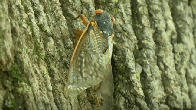 {p}The University of Maryland has even put together an entire cookbook of recipes just for cicadas. (7News photos){/p}{p}{/p}