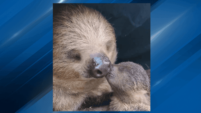 Mother sloth Fiona shares kisses with her baby Jeffrey at the Roger Williams Park Zoo. (Credit: Roger Williams Park Zoo){&nbsp;}