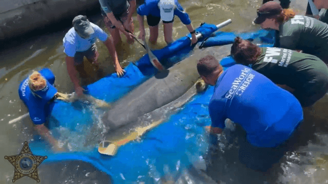 Two manatees were released off the coast of Florida after undergoing almost three months of rehabilitation. On Wednesday, July 12, 2023, two manatees rescued by the Lee County Sheriff's Office (LCSO) Marine Unit were released at Demere Key, near Cape Coral. (Lee County Sheriff's Office)