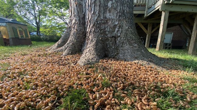 The Cicada Invasion. Photo by Jay Korff/7News 