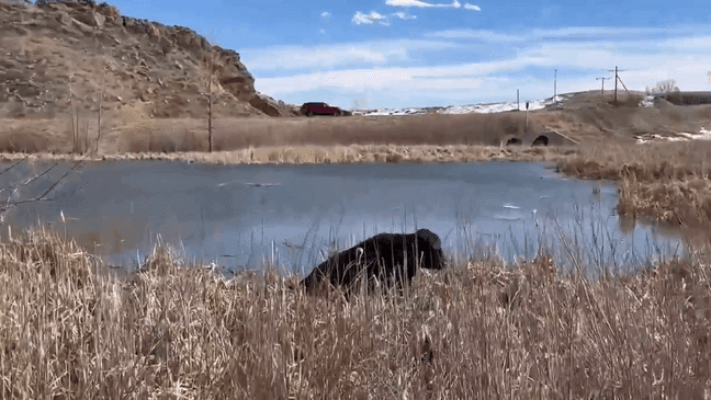 This screenshot taken from video shows a bull that was trapped in the mud in Colorado on Wednesday, Feb. 21, 2024. (Courtesy of the Jefferson County Sheriff's Office)