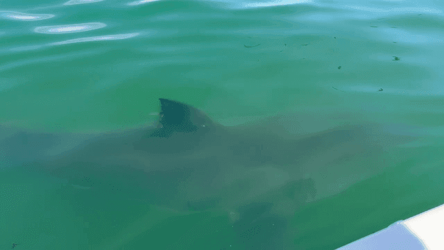 A Great White Shark was spotted near Avila Beach (Credit : Jamie Deutsch)