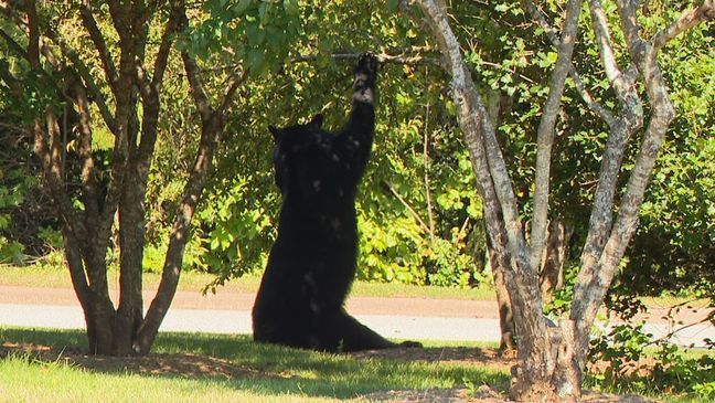 As fall approaches, we're seeing more of Asheville's native animals -- that means bears, just like the one spotted in the News 13 parking lot Monday. (Photo credit: WLOS staff)