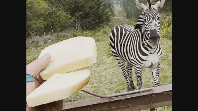 This image shows a zebra who got loose on Sunday, April 28, 2024, when the driver stopped at the Interstate 90 exit to North Bend, Wash., to secure the trailer in which they were being carried. (Photo: David Danton)