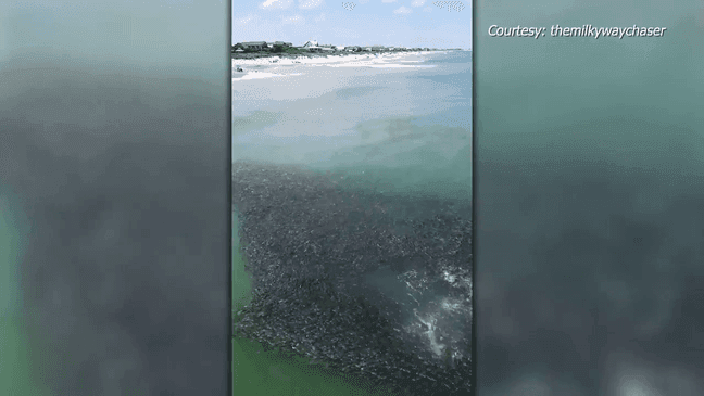 Sharks slice through large school of fish off Pawleys Island coast (Courtesy: @TheMilkyWayChaser on Instagram)