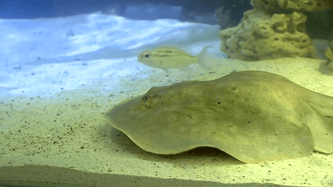 FEB. 26, 2024 - The pregnancy of Charlotte, a stingray with no mate, has created a buzz for Hendersonville. (Photo credit: WLOS staff)