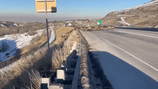 A herd of elk forced the closure of I-80 in Salt Lake City for the second time in a week on Feb. 1, 2023. (Image provided by Utah Department of Transportation)