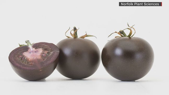 USDA approves genetically modified purple tomatoes (CNN Newsource)