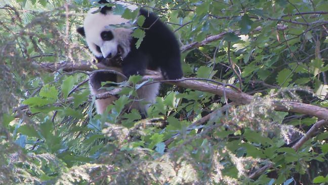 Panda cub Xiao Qi Ji plays at the National Zoo on May 20, 2021. (Image: 7News)