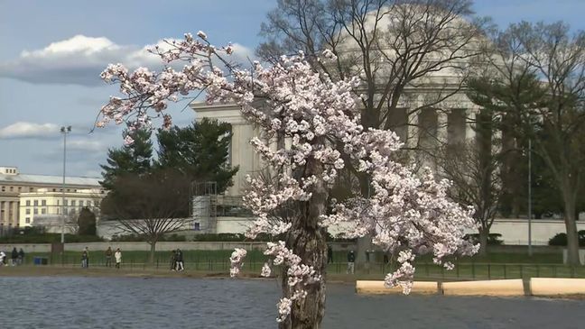 A Monday, March 18, 2024, photo of flowers left at the base of Stumpy the cherry tree. (7News)