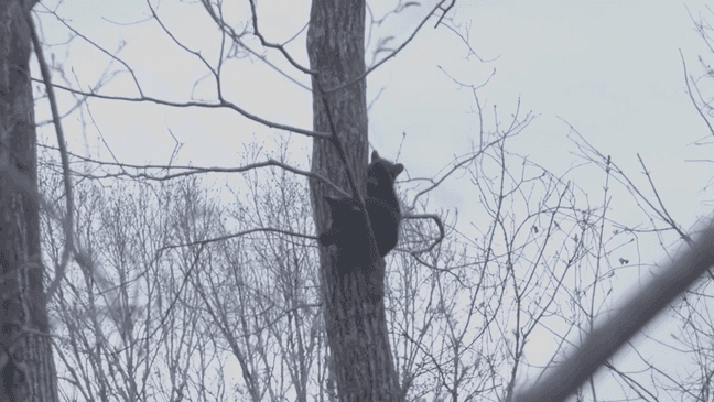 Wildlife Conservation Technician Ryan Luckadoo is being credited with saving an Asheville, North Carolina, bear cub who had gotten a paw stuck between a tree trunk and branch. The cub was reportedly stuck in a tree for hours before being rescued. (Photo: Help Asheville Bears)