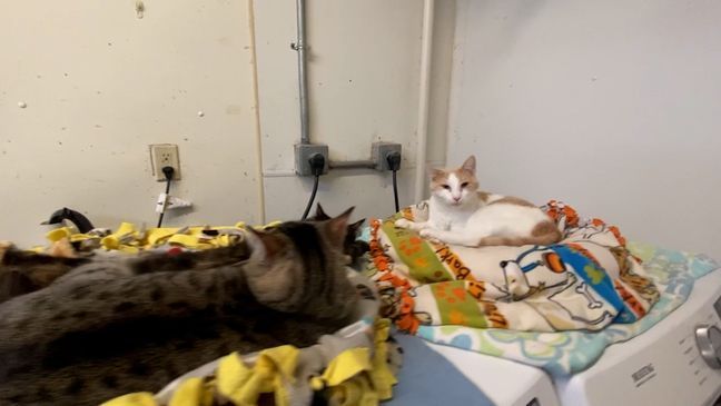 Cats laying on beds purchased and donated by Austyn Ladd. (Photo: NTV)