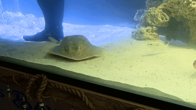 FEB. 8, 2024 - Charlotte the stingray, from Hendersonville, NC, the animal that became a viral sensation online for what was believed to be a mysterious pregnancy is not pregnant. (Photo credit: WLOS staff)