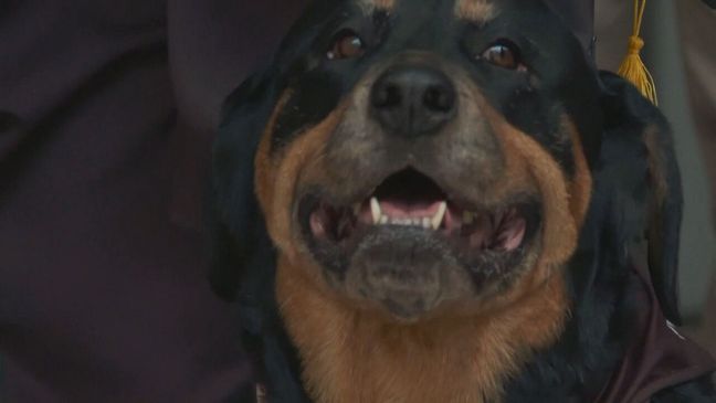 Several therapy dogs, including Dogtor Loki, earned their "dogrees" on Tuesday, June 13, 2023, from the University of Maryland, Baltimore. (7News)