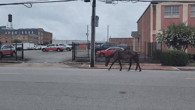 Cowboy Greg Collins wrangles up a runaway horse in Georgia. (Photo: Brandon McGouirk/WGXA){&nbsp;}