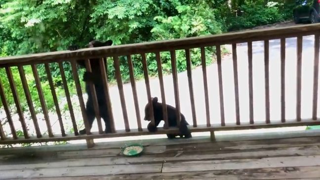 A bear, along with her cubs, climbed onto the porch of an Asheville home and pulled down a bird feeder. (Photos/video: Albert Araujo)