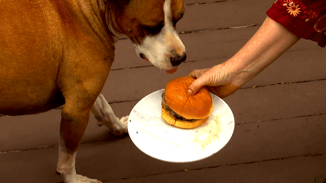 Theo the pit bull is fighting a cancer diagnosis and his dog mom, animal behaviorist Trish McMillan from Madison County, NC, wants to spoil him with a little adventure while he can still enjoy it. (Photo credit: WLOS Staff)