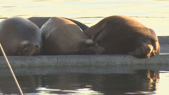 Hayden Island Sea Lions - KATU photo{br}