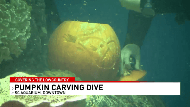 South Carolina Aquarium divers deliver underwater pumpkin treat in yearly tradition (WCIV)