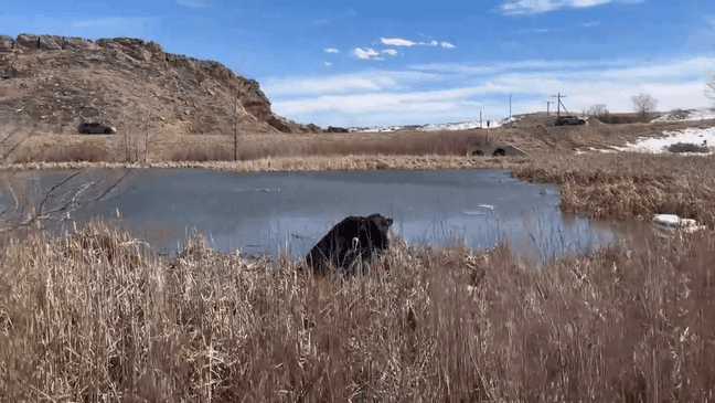 This screenshot taken from video shows a bull that was trapped in the mud in Colorado on Wednesday, Feb. 21, 2024. (Courtesy of the Jefferson County Sheriff's Office)